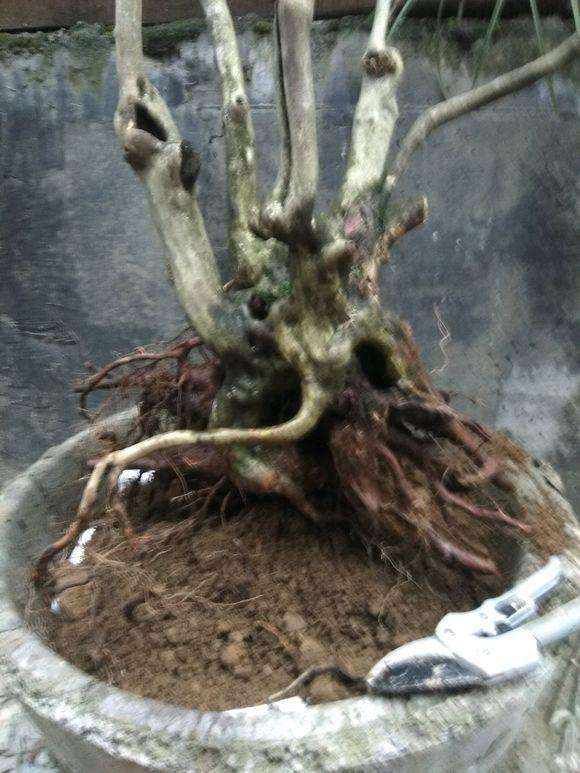 有没有适合广东种植的松树下山桩 图片