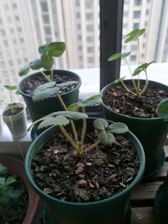 松树下山桩下刨了一两个小时的松针土