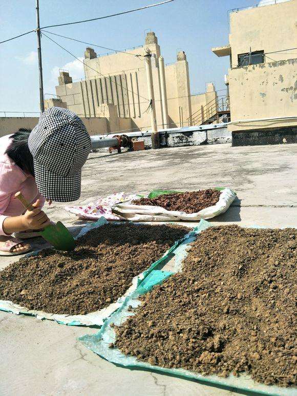 松树下山桩下刨了一两个小时的松针土