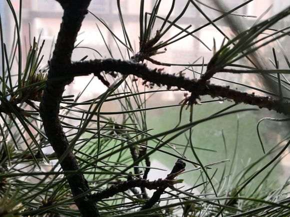 刚下山半个月松树下山桩上生虫子了