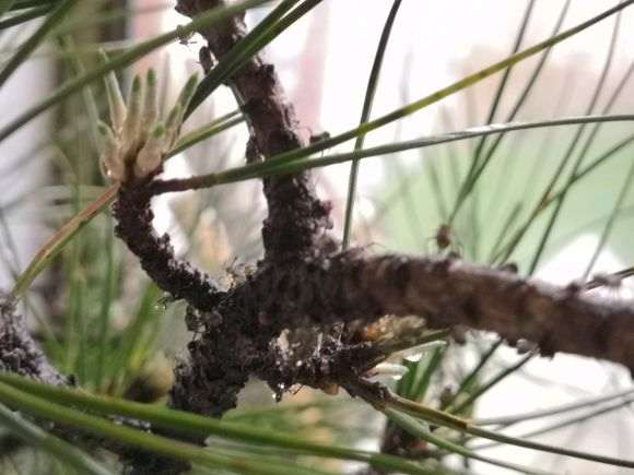 刚下山半个月松树下山桩上生虫子了