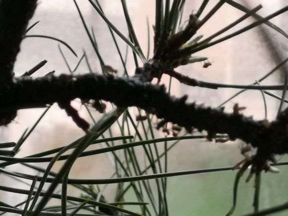 刚下山半个月松树下山桩上生虫子了