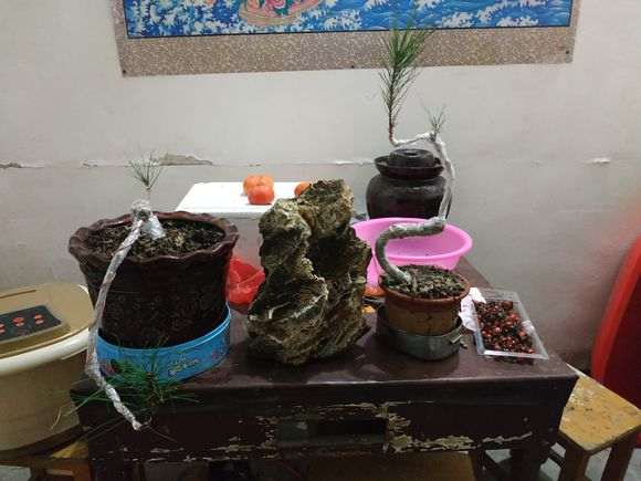 这裸根松树下山桩