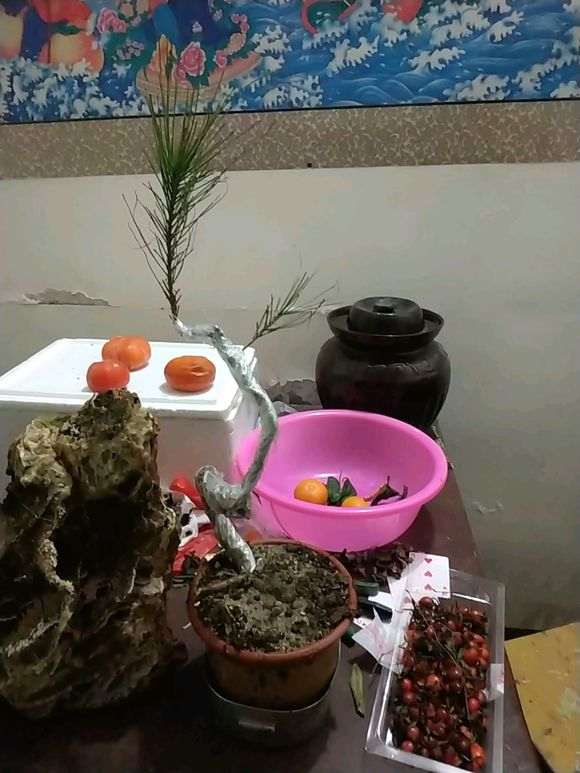 这裸根松树下山桩