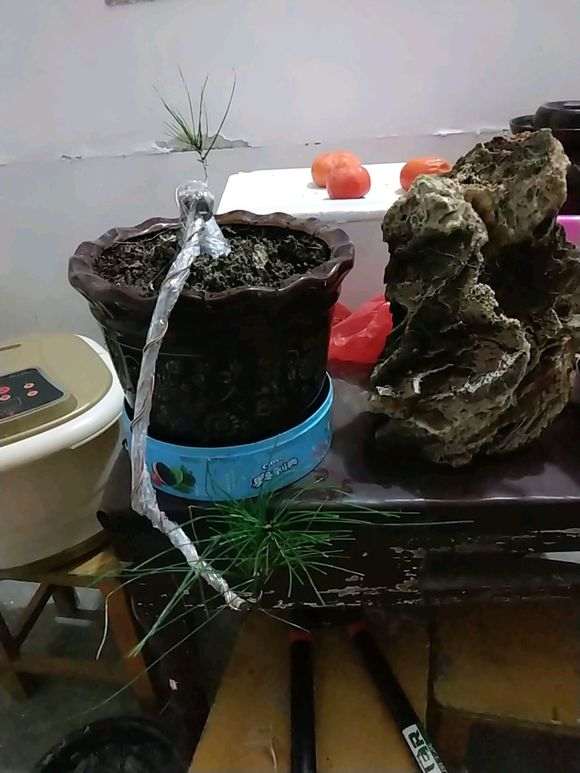 这裸根松树下山桩