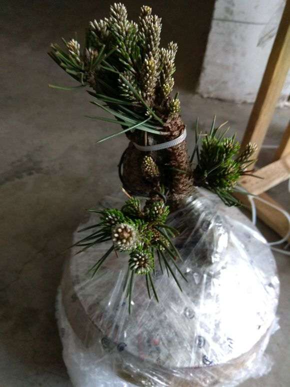 室内阳台能养松树下山桩吗