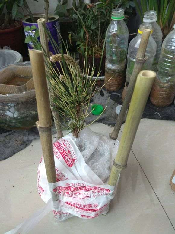 室内阳台能养松树下山桩吗