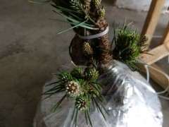 室内阳台能养松树下山桩吗 图片