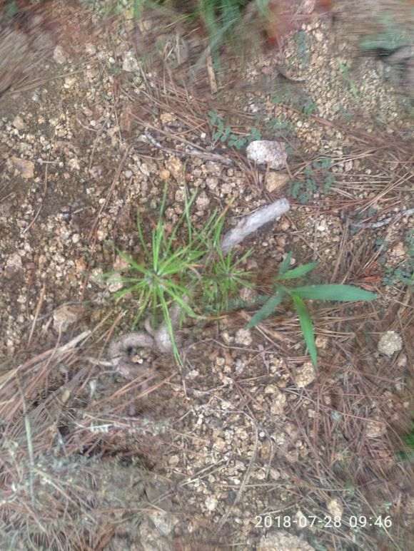 松树下山桩移栽用什么生根剂最好