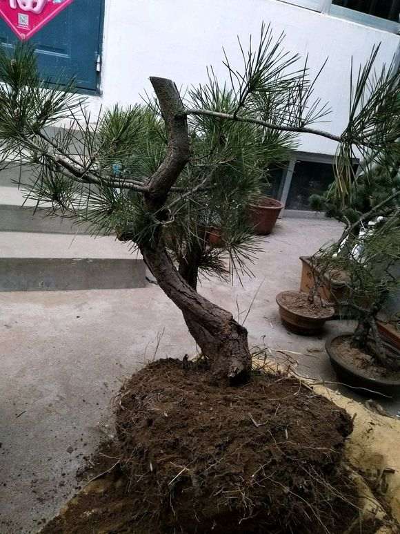 下山桩连土都一起挖回来还是种不活 怎么办