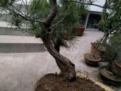 下山桩连土都一起挖回来还是种不活 怎么办