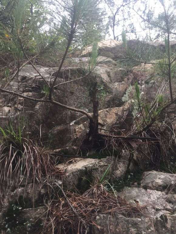 石缝的山松下山桩可以带土移植吗