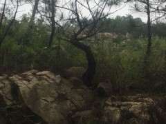 石缝的山松下山桩可以带土移植吗 图片