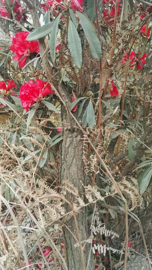 云锦杜鹃下山桩容易养活吗 图片