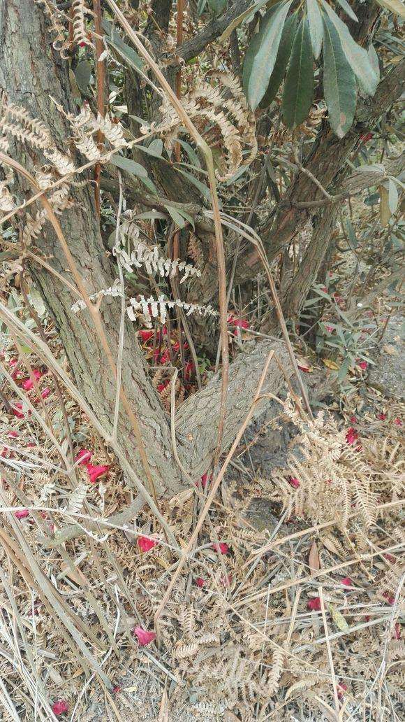 云锦杜鹃下山桩容易养活吗 图片