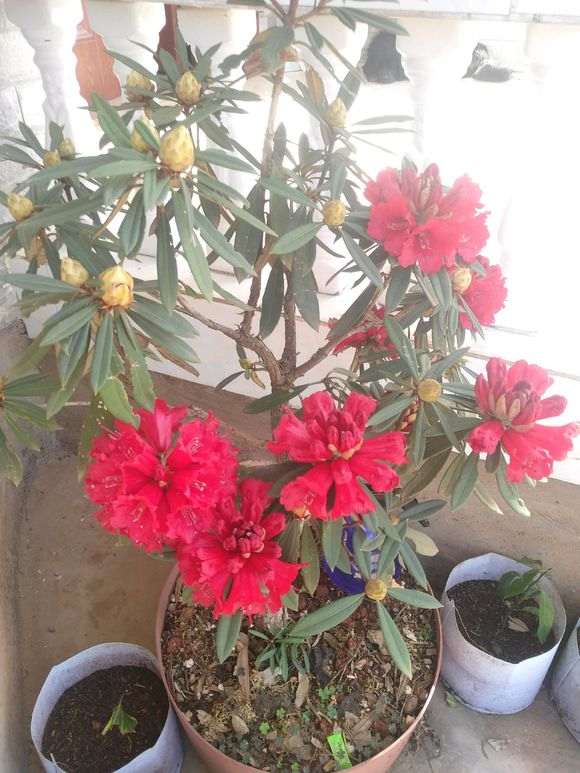 云锦杜鹃下山桩容易养活吗 图片