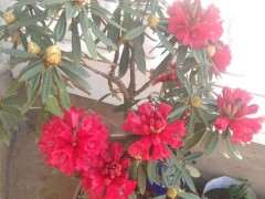 云锦杜鹃下山桩容易养活吗 图片