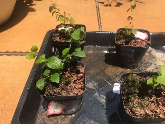 松树下山桩的流胶病怎么治