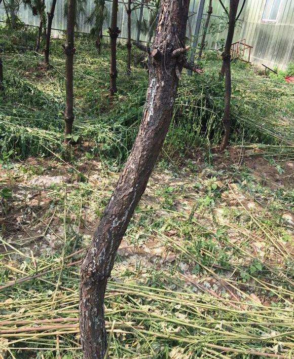 河北1400棵油松下山桩为什么出现流胶