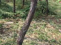 河北1400棵油松下山桩为什么出现流胶