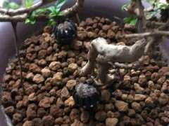 日本乌金土养松树下山桩的效果 图片