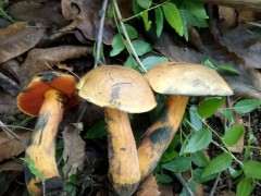 松树下山桩长这种一碰就变色的蘑菇有毒吗