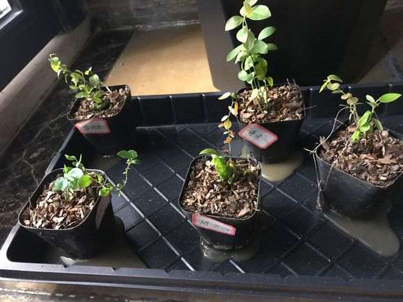 松树或柏树下山桩比较 哪种耐阴