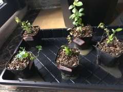 松树或柏树下山桩比较 哪种耐阴