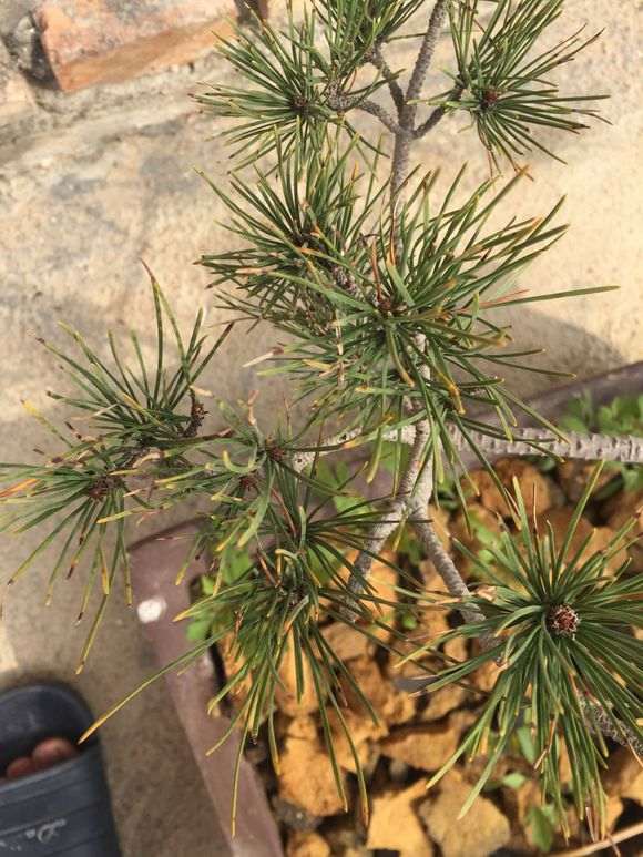 救救我的黑松下山桩吧 快死了 图片