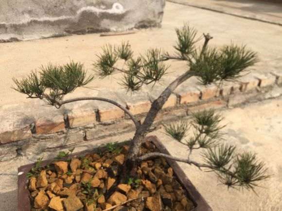 救救我的黑松下山桩吧 快死了 图片