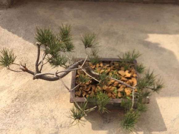 救救我的黑松下山桩吧 快死了 图片