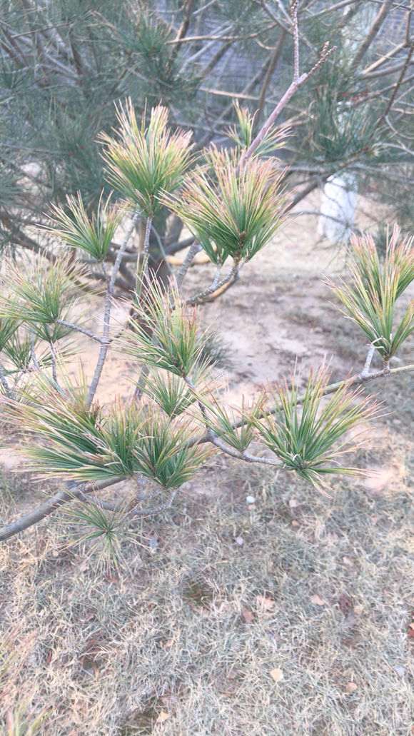 松树下山桩的黄针是什么原因引起的 图片