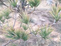 松树下山桩的黄针是什么原因引起的 图片