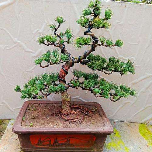 网上买了棵松树下山桩