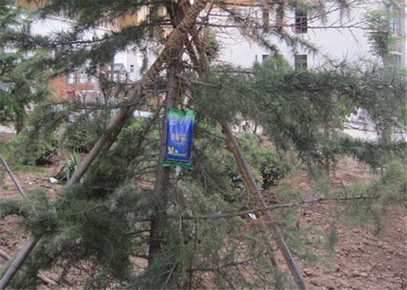 夏季松树下山桩怎么补充大树营养液