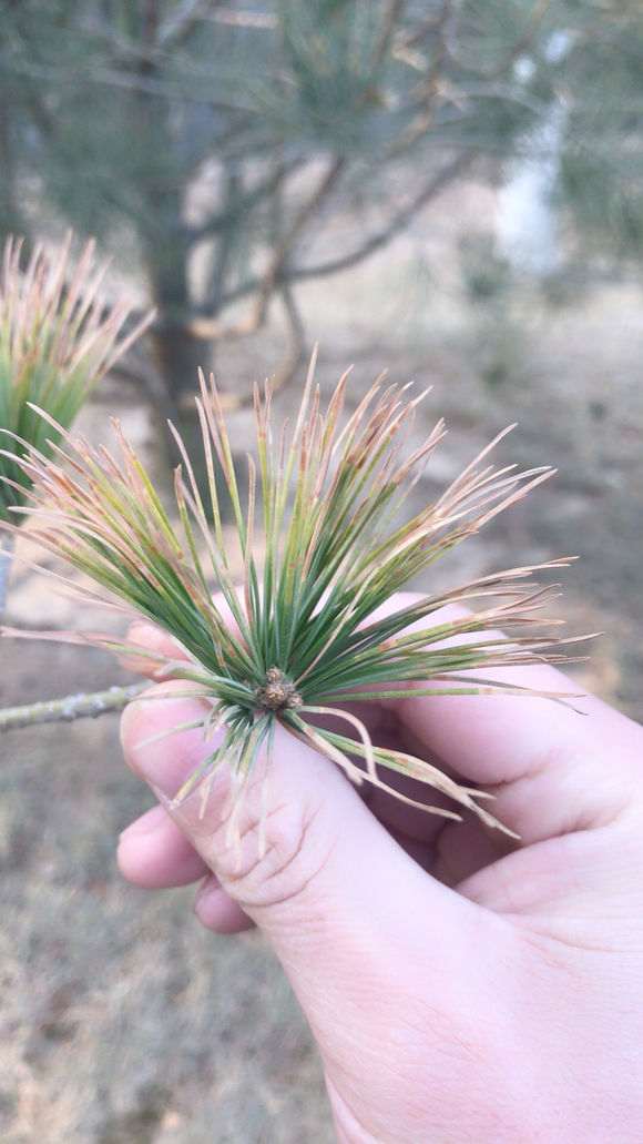 黑松下山桩的松针发黄跟生铁锈一样
