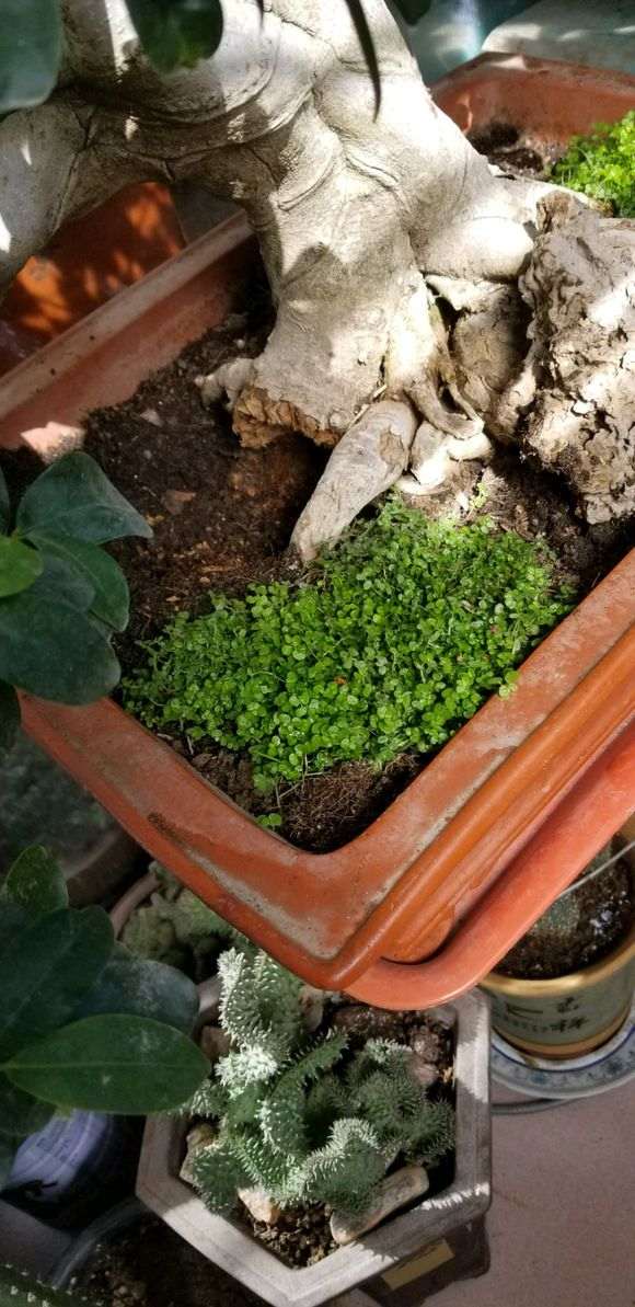 松树根干掉了怎么处理好