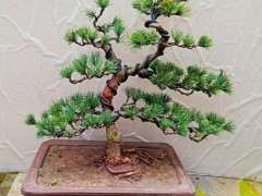 网上买了棵松树下山桩 该怎么养 图片