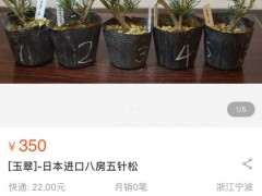 买松树下山桩 淘宝哪家可靠 图片