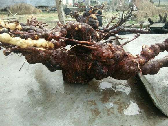 松树下山桩的根瘤 才下山 冲洗干净了