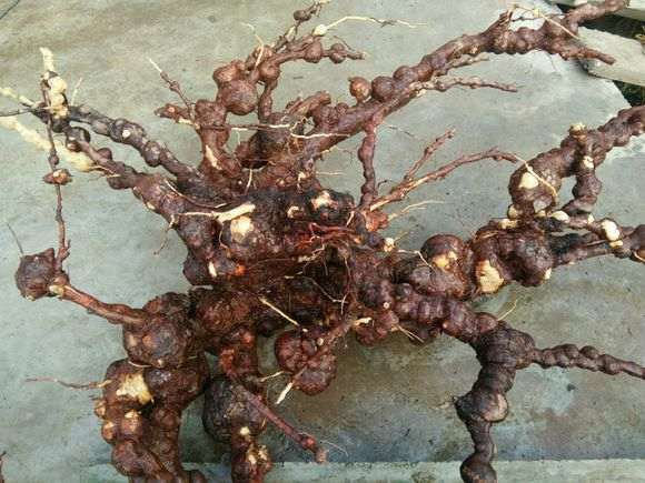 松树下山桩的根瘤 才下山 冲洗干净了