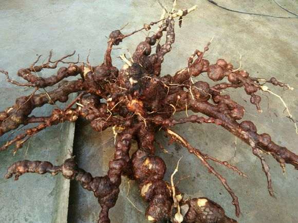 松树下山桩的根瘤 才下山 冲洗干净了