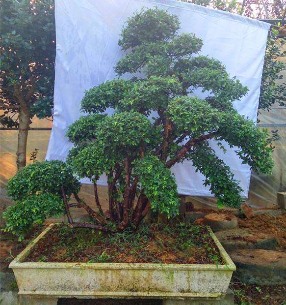 松树下山桩枝条剪后流浆怎么办