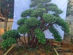 松树下山桩枝条剪后流浆怎么办 图片