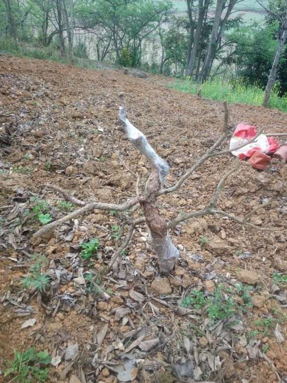 松树下山桩来芽了 不知道 是不是假活