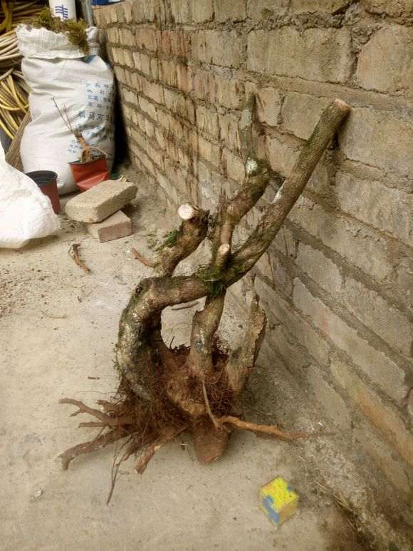 松树下山桩来芽了 不知道 是不是假活