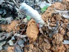 松树下山桩来芽了 不知道 是不是假活