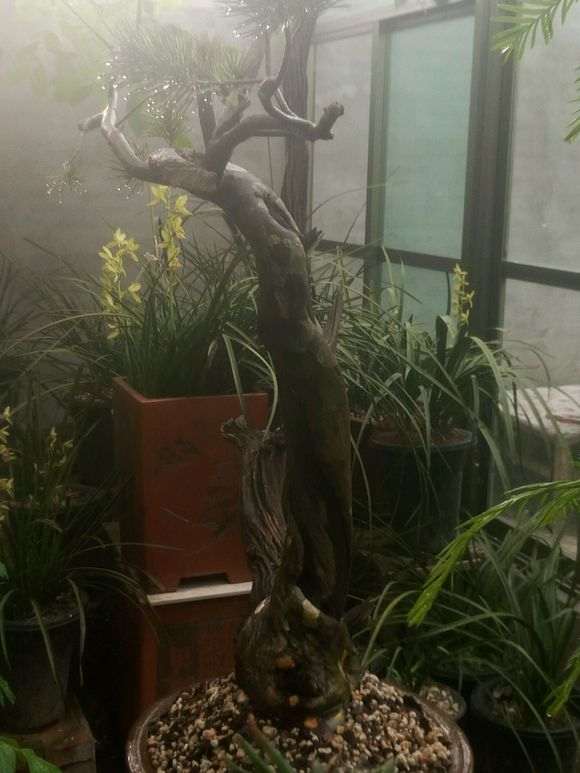 裸根白皮松下山桩怎么求种活的方法