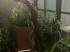 裸根白皮松下山桩怎么求种活的方法