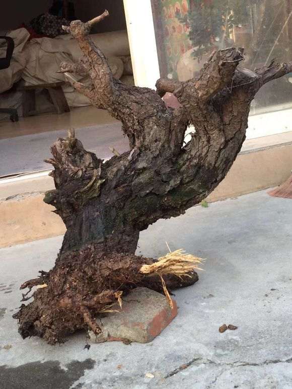 松树下山桩养死掉了